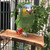 Manzanita Flat Parrot Perch - Large