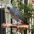 Manzanita Flat Parrot Perch - Large 1
