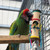 macaw with the foraging barrel toy