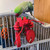 343383-jimmy-lobster-play-perch__12803.jpg