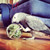 african grey playing with the buffet ball