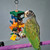 slats_and_knots_wood_and_leather_parrot_toy_366227_5_lifestyle