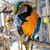 Parrot Cafe Seed and Berry Bar Parrot Treats - 100g 7