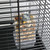 No Mess Pet Bird and Parrot Food Feeder 3