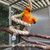 parrot boing