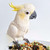 Polly's Natural Fine Cuisine Superfood Mix Med/Large Parrot Food 1kg