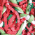 Festive Shredder Ball Foraging Parrot Toy 4 Festive Shredder Ball Foraging Parrot Toy 4