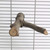 30cm_y_shaped_wood_parrot_perch_345329_2.jpg