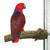 Back To Nature Cork Parrot Perch Large Life