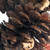 liana_foraging_tree_natural_parrot_toy_345332_4.jpg