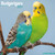 budgie_calendar_861010