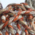 giant_sea_grass_ball_parrot_chew_toy_pack_of_3_345125_2 giant_sea_grass_ball_parrot_chew_toy_pack_of_3_345125_2