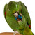 conure with the six rings a treat toy