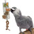 african grey with the foraging tower toy