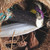 Java Coco Full Moon Natural Parrot Toy 3