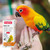 multi_vit_parrot_parakeet_564203_7