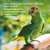 multi_vit_parrot_parakeet_564203_5