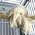 Sisal Tarzan Rope - Parrot Toy - Medium 4 Sisal Tarzan Rope - Parrot Toy - Medium 4