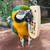 macaw with the remote control