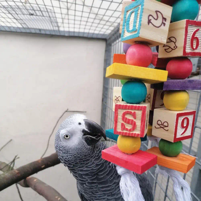Monthly Parrot Toy Subscription Plans photo