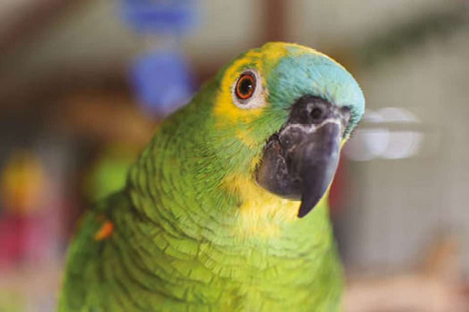 Bluefronted Amazon Fact Sheet Northern Parrots