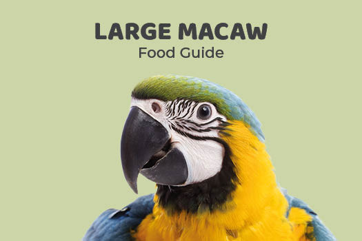 Picture Idea: Large Macaw Feeding Guide