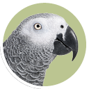 African Grey 