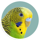 Budgie 