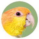 Caique