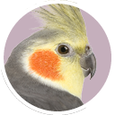 Cockatiel 