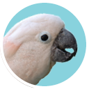 Cockatoo