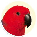 Eclectus