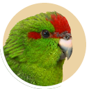 Kakariki