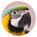 Large Macaw