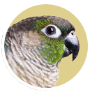 Small Conure