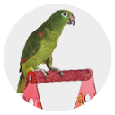 Parrot Stands