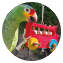 New Parrot Toys 