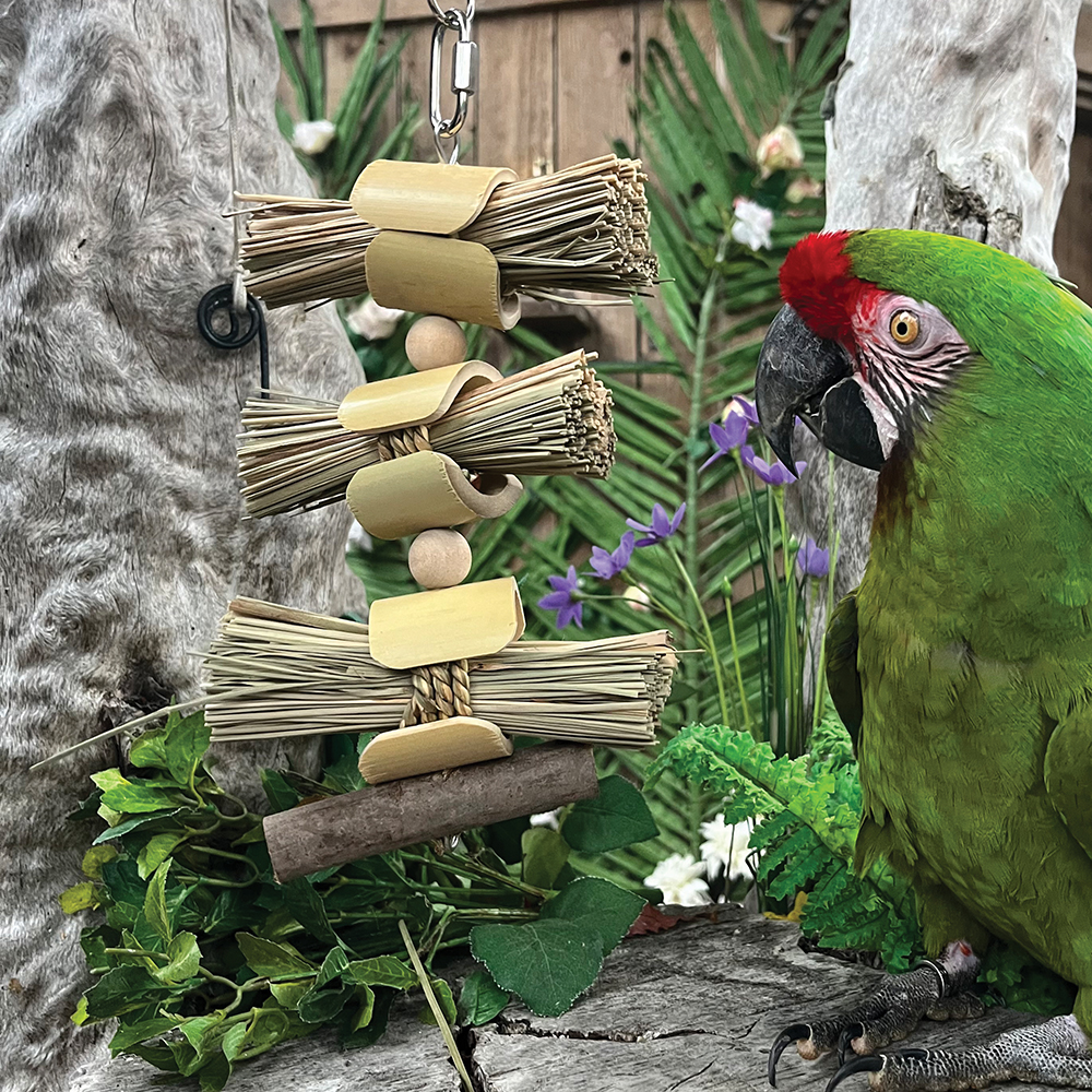 Chewable Toys For Every Species Of Parrot - Page 3