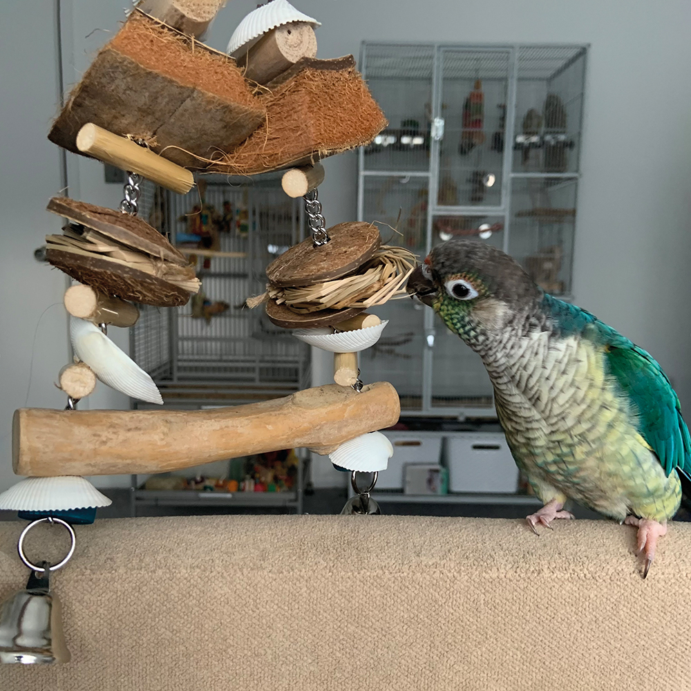 Bourkes Parakeet Fact Sheet Photo Inspiration