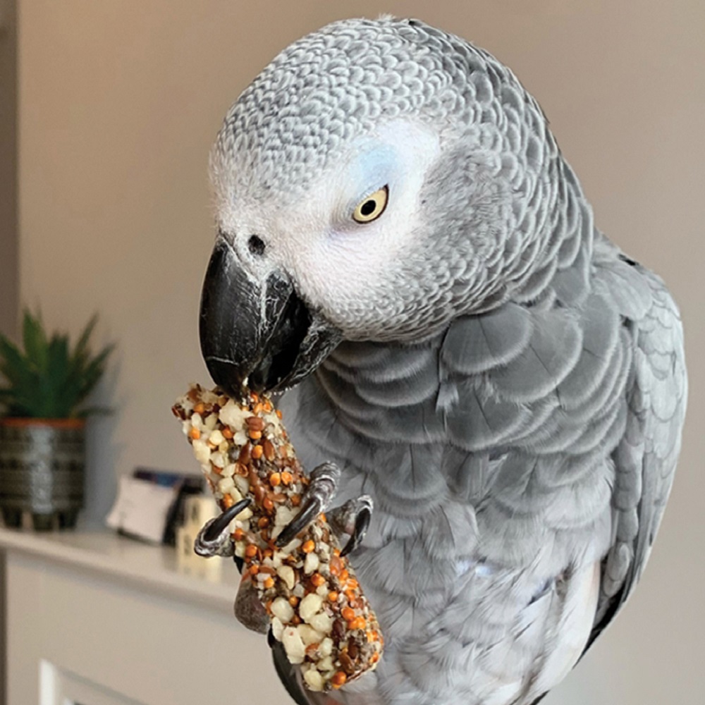 Versele-Laga Exotic (Nuts, Fruit, Light) : r/FreeFlightParrots