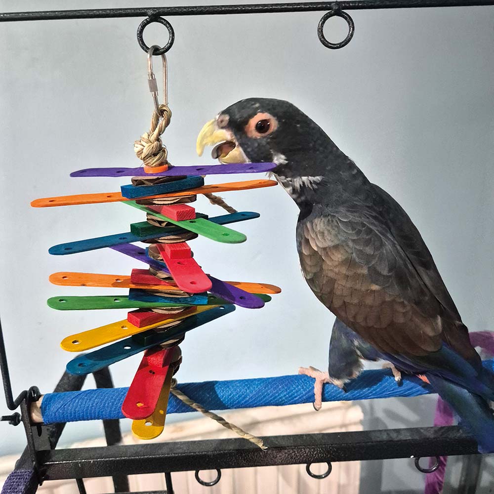 thumbnail image 2 of Wooden Chew Grind Teeth Popsicle Sticks Toy For Birds... 2 of 14