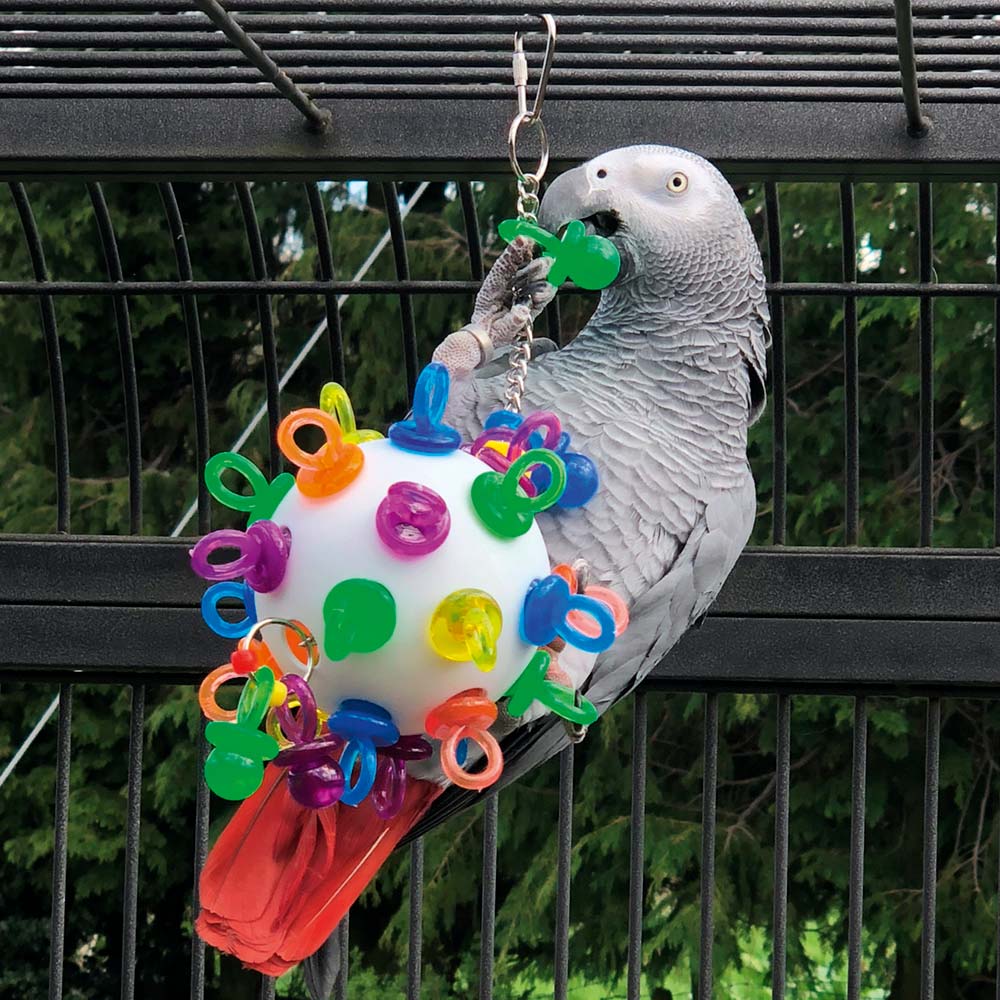 African Grey Parrot Toy Guide Northern Parrots