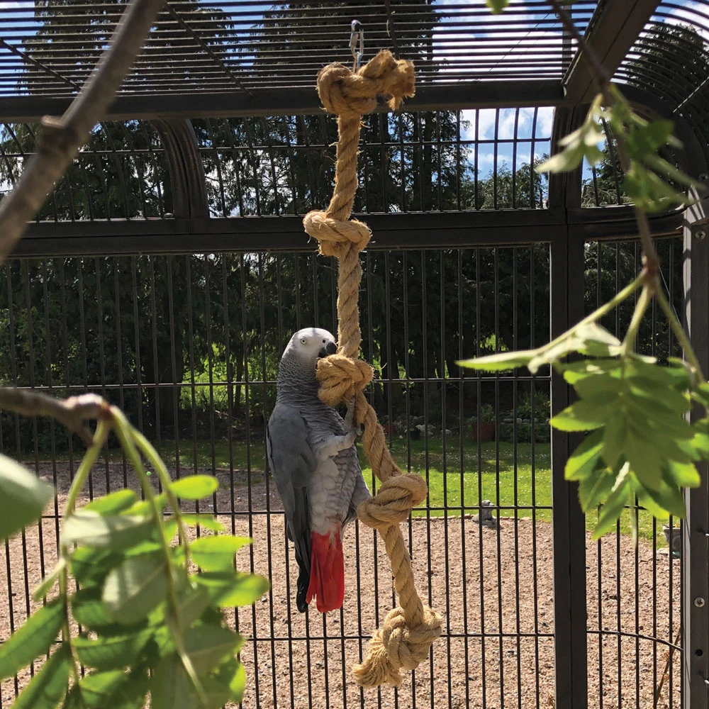 Northern Parrots | Everything For Your Parrot