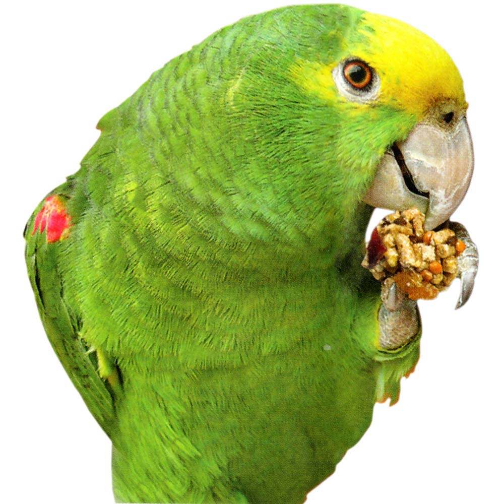 What Should I Feed My Parrot Northern Parrots