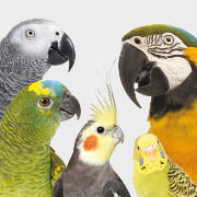 bird-species-180x180-2022.jpg