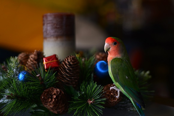 Get Christmas Holiday Ready with Northern Parrots - Northern Parrots