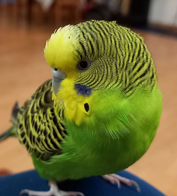 Meet My Parrot - Chirpy The Budgie - Northern Parrots