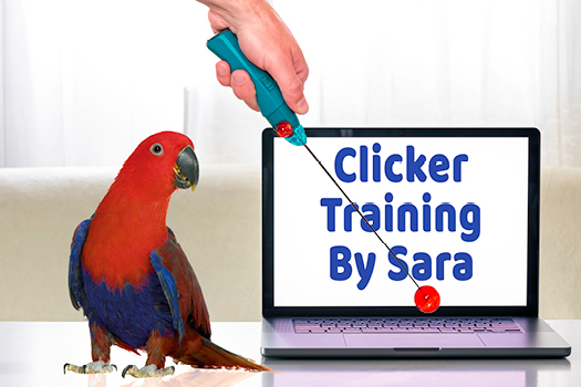 Teach Your Parrot With Clicker Training by Sara Houston - Northern Parrots