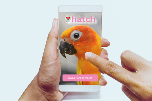 Connecting With A New Parrot - Northern Parrots
