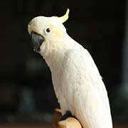 feathers-180x180-2022.jpg